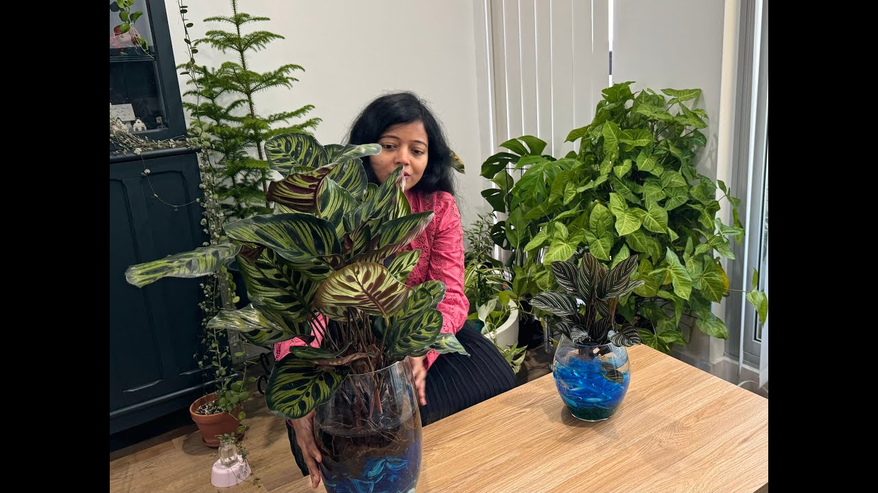 Grow Calathea in Water