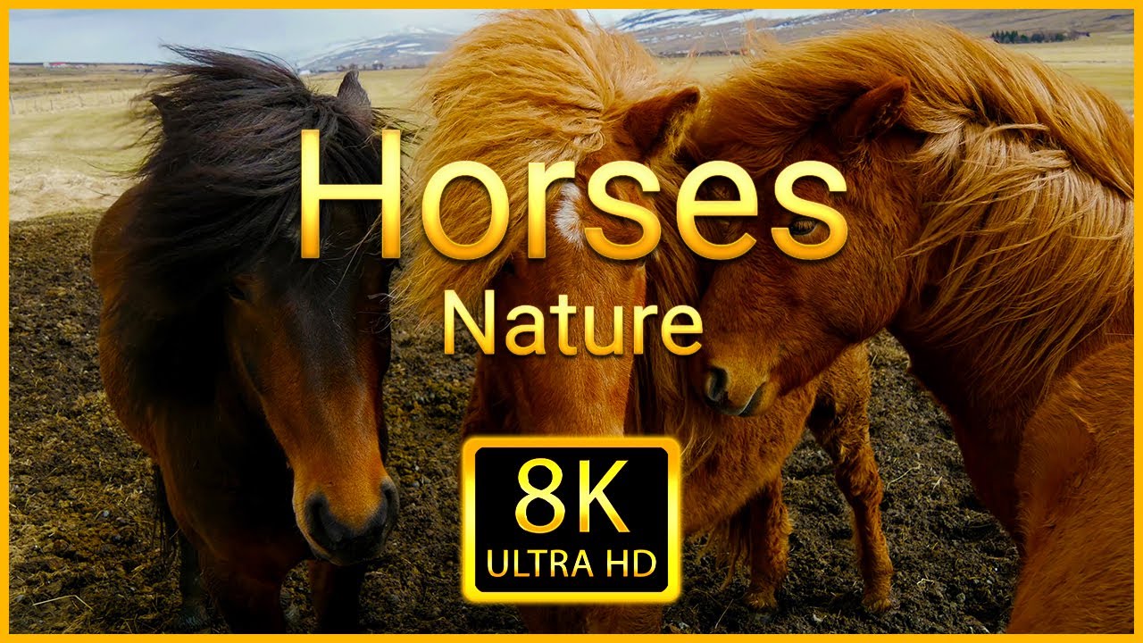 Horses 8K ULTRA HD - Compilation of Beautiful Horses Footage