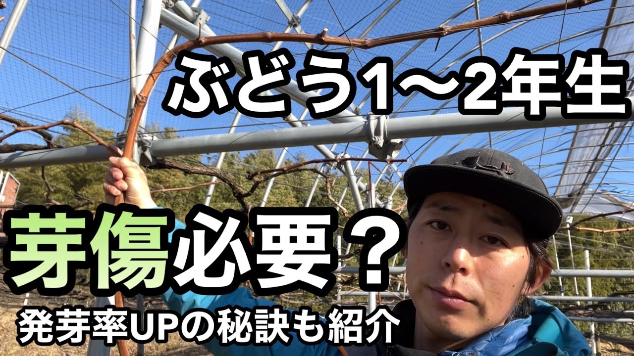 ぶどう1〜2年生に芽傷処理は必要？〜発芽率の上がる栽培方法を紹介〜