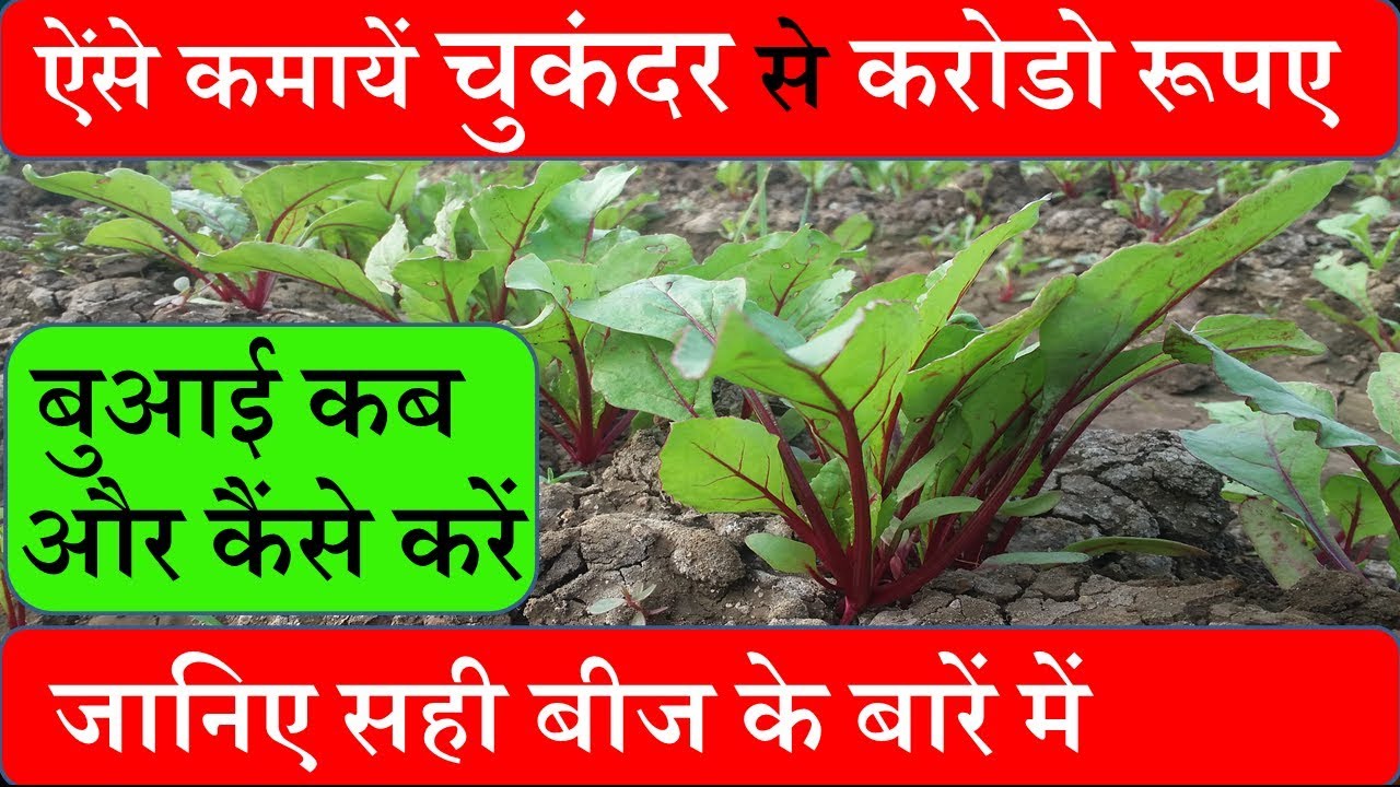 ऐंसे कमायें चुकंदर से करोडो रूपए जानिए बुआई कब और कैंसे करें और सही बीज के बारें में/चुकंदर की खेती
