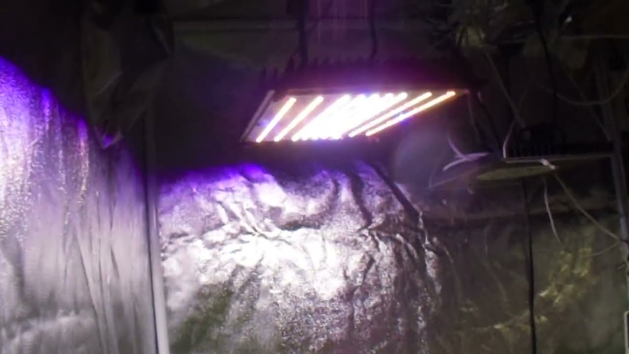 copycat genetics - tent 2 update
