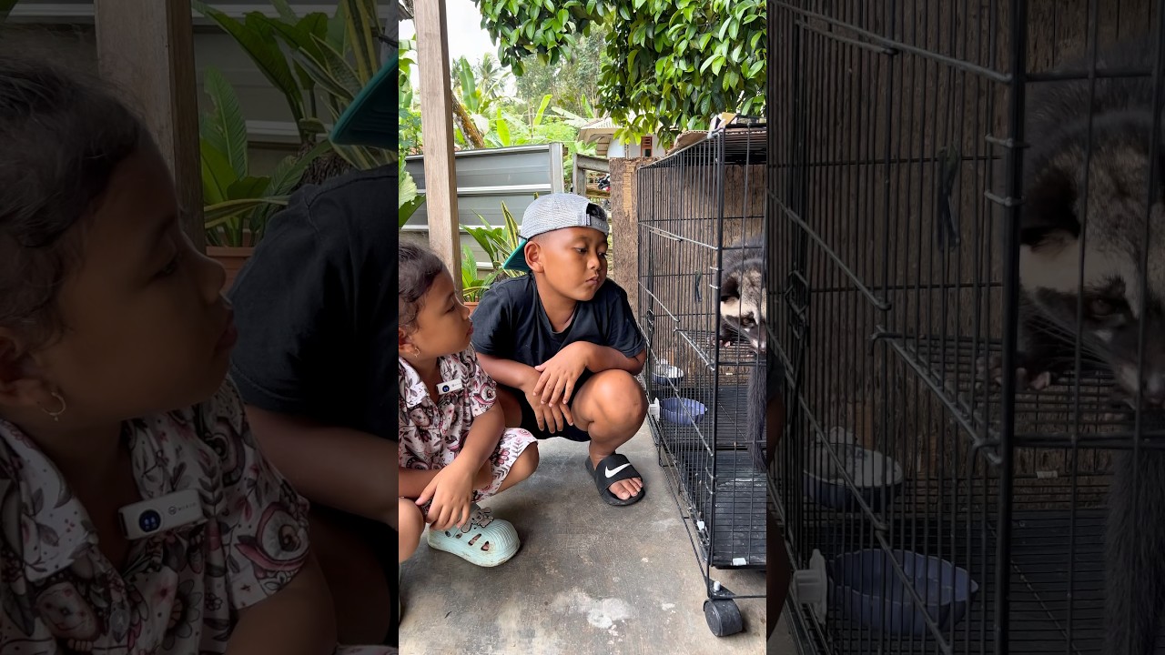 Si ovet musang lucu #shorts #drama #komedi #hewanpeliharaan