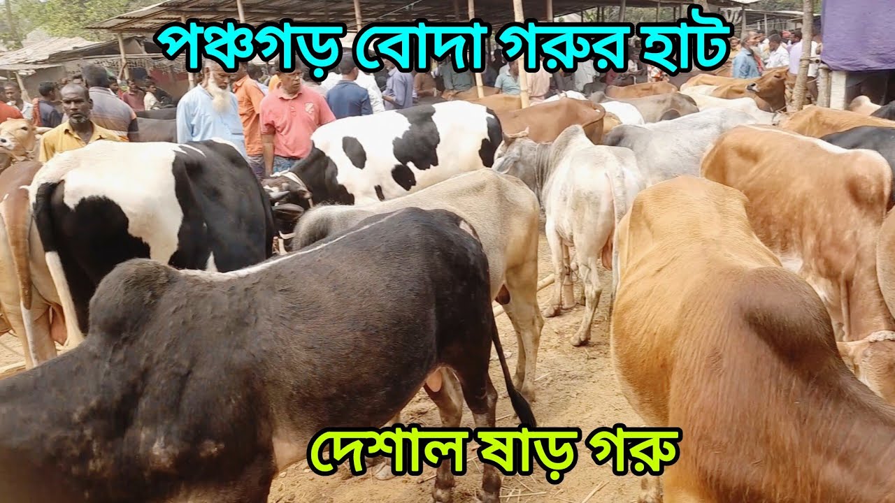 পঞ্চগড় বোদা গরুর হাট আজকের বাজার দেশাল ষাড় গরু ক্রয় করুন। dasi Cow Bajar । 