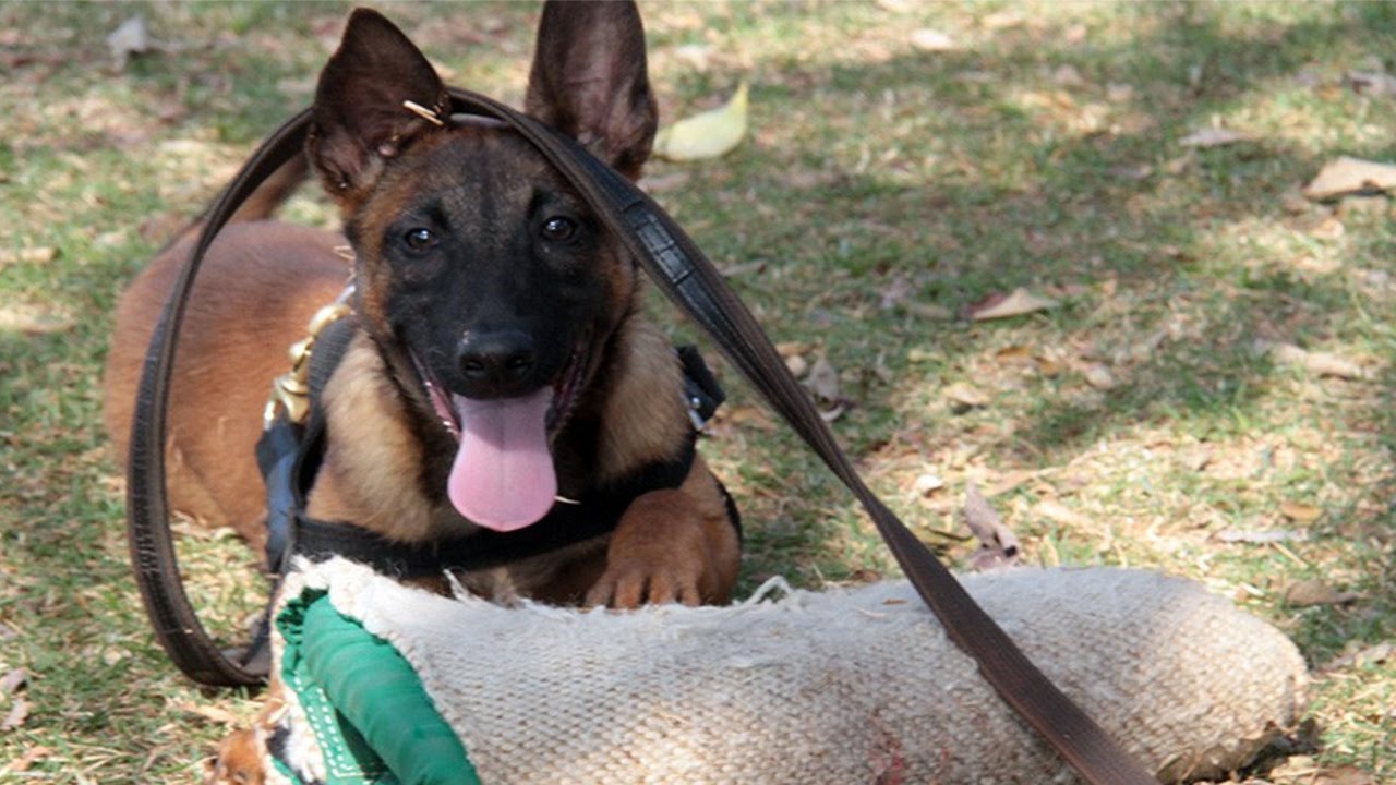 Curso Adestramento de Cães de Guarda - Primeira Fase, Estímulo da Caça