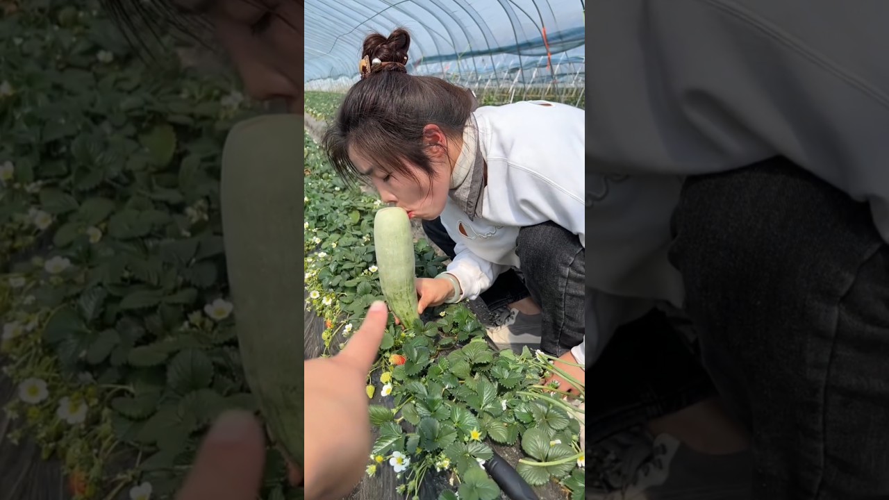 Delicious cucumber 🥒🥒 farming by rural farmer | Amazing Fresh Fruits #fruits #cucumber