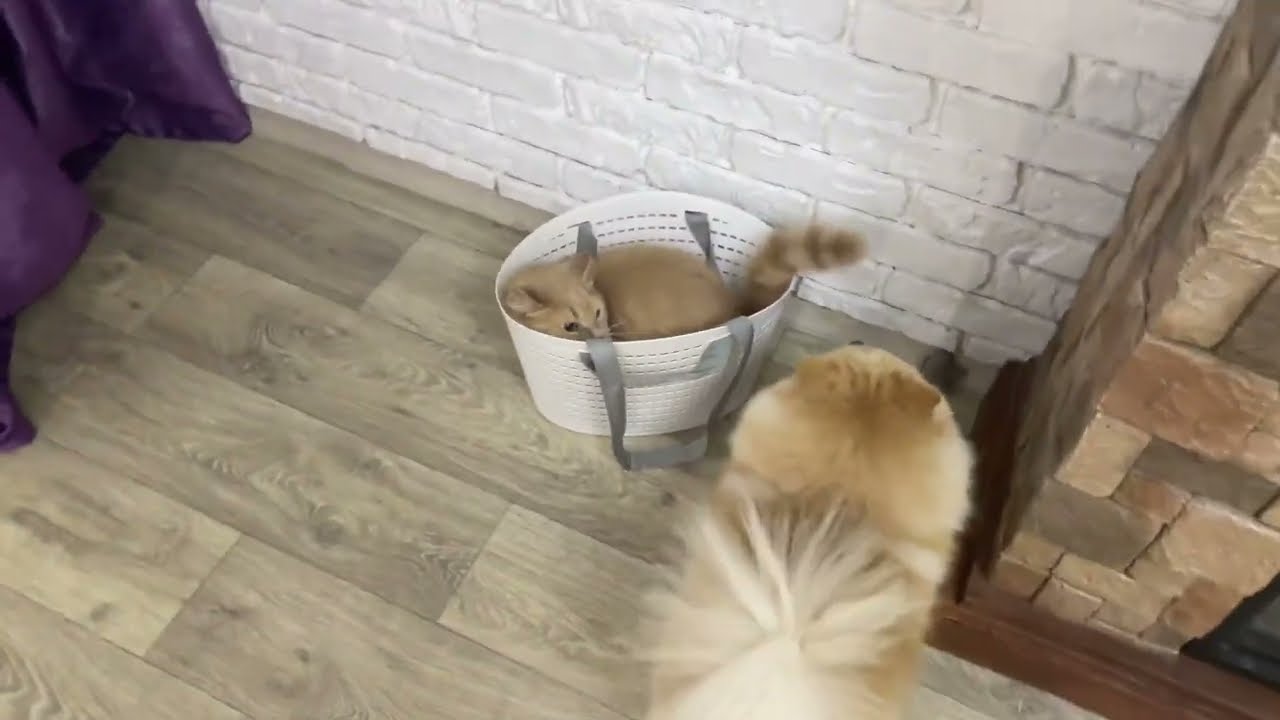 Кошачьи игры 🙀#cat #funnyvideos #animals #подпишись #популярное #животные #выходные