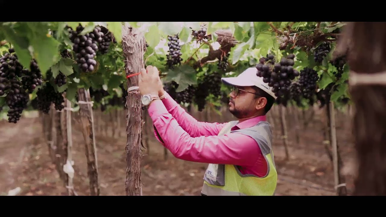 TUV India Grapes Sampling and Testing