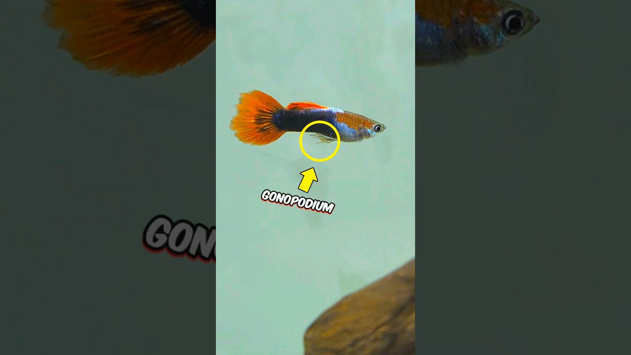 👦🏻Boy or 👧🏼Girl Guppy? #guppyfish  #aquariumfish #shorts #pets #mrfishguy