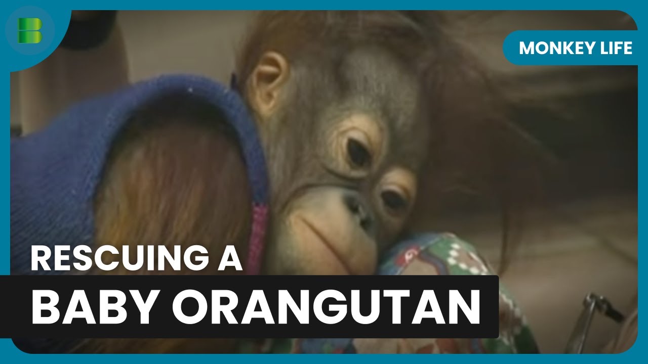Rescuing a Baby Orangutan - Monkey Life - S01 EP03 - Documentary