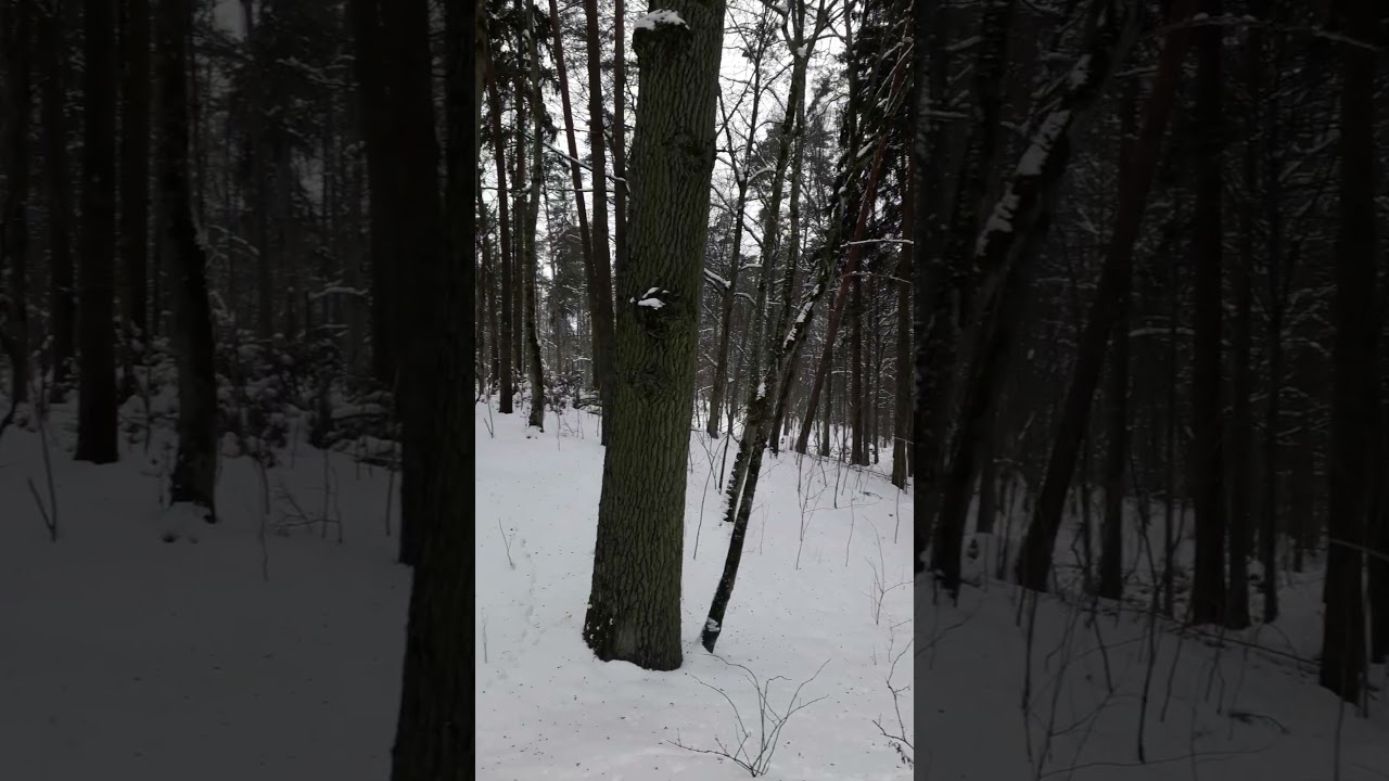 Mazury 2026-01-26 Ruciane-Nida Nadleśnictwo Maskulińskie, Puszcza Piska, Mazurski Park Krajobrazowy