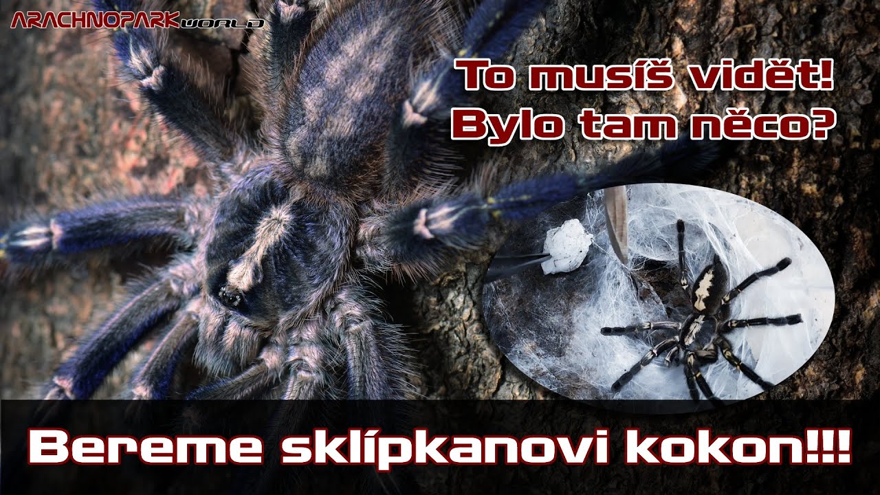 Bereme sklípkanovi kokon | Poecilotheria metallica | Modrý sklípkan: Arachnopark World