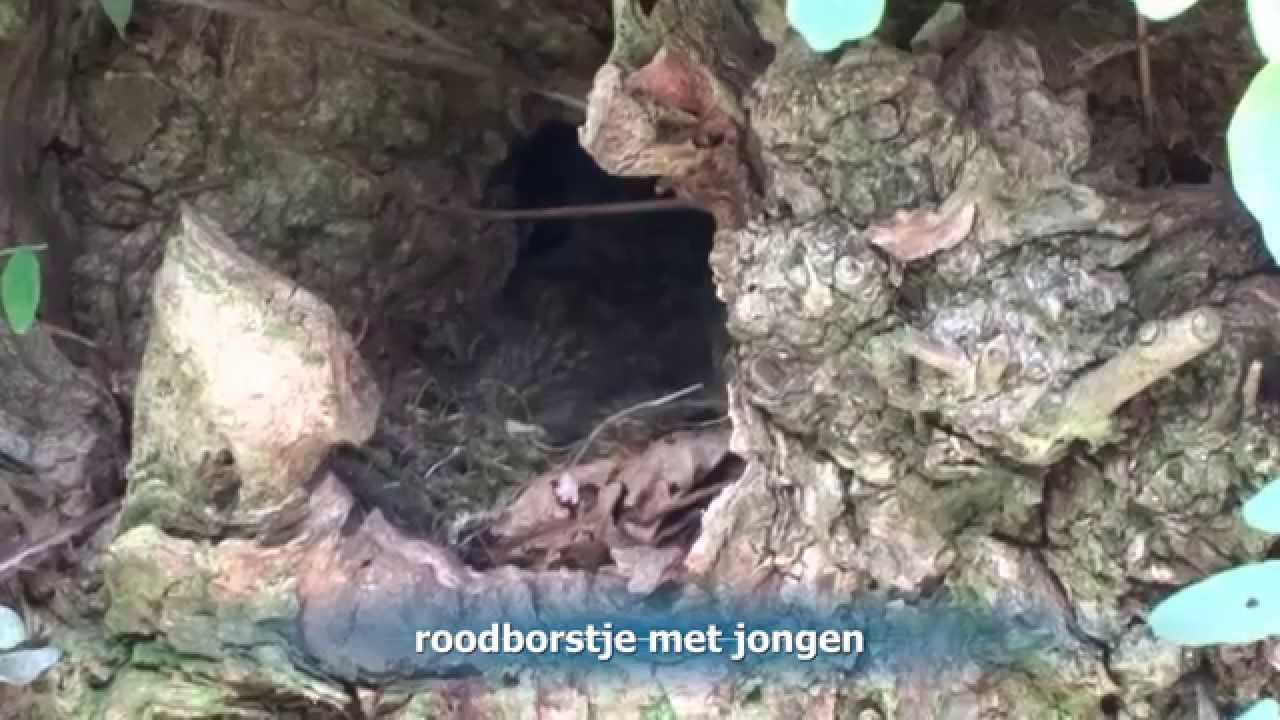roodborst en merel brengen jongen van roodborst groot