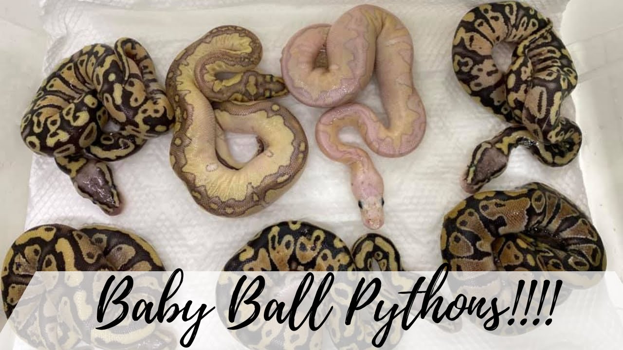 BABY BALL PYTHONS: MORPHS, GENDERING AND SET-UP