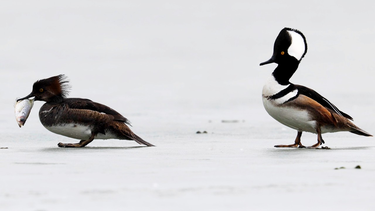 Hooded Merganser with big fish