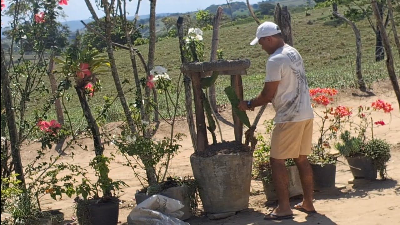 Plantando pitaya no vaso da polpa branca e vermelha. 