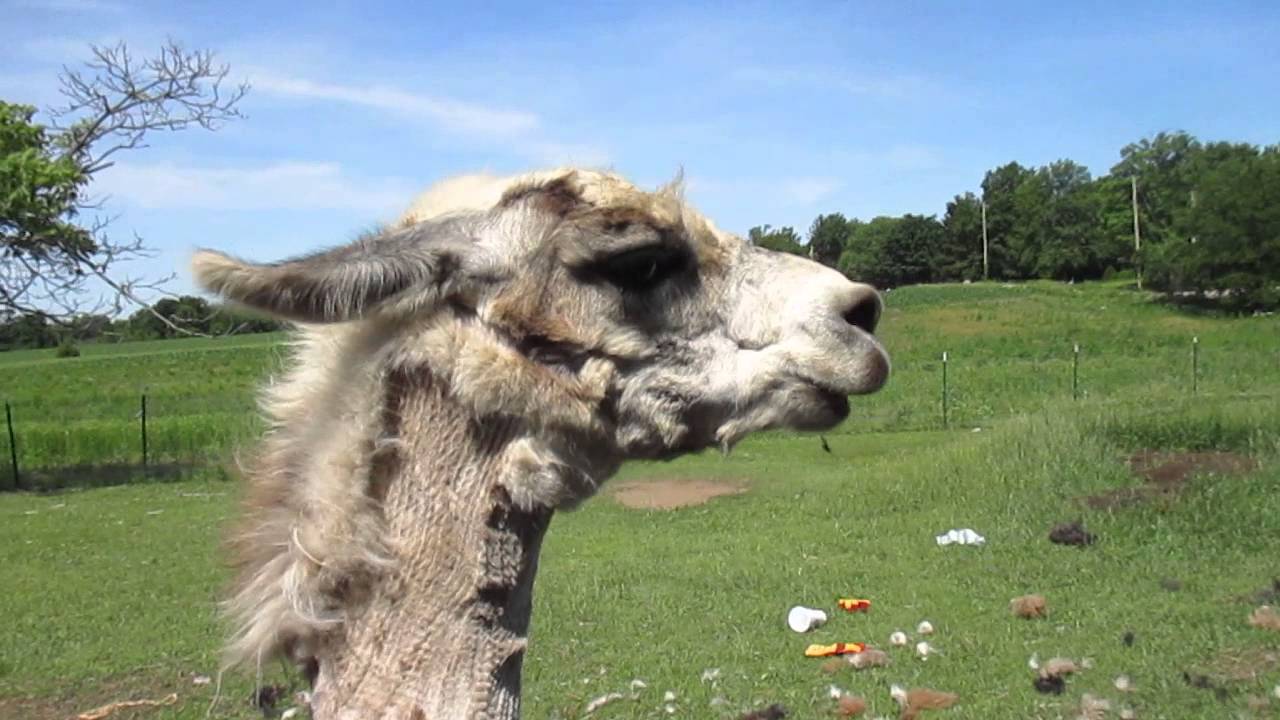 Drugged Up Llama Makes Funny Grunting Sounds