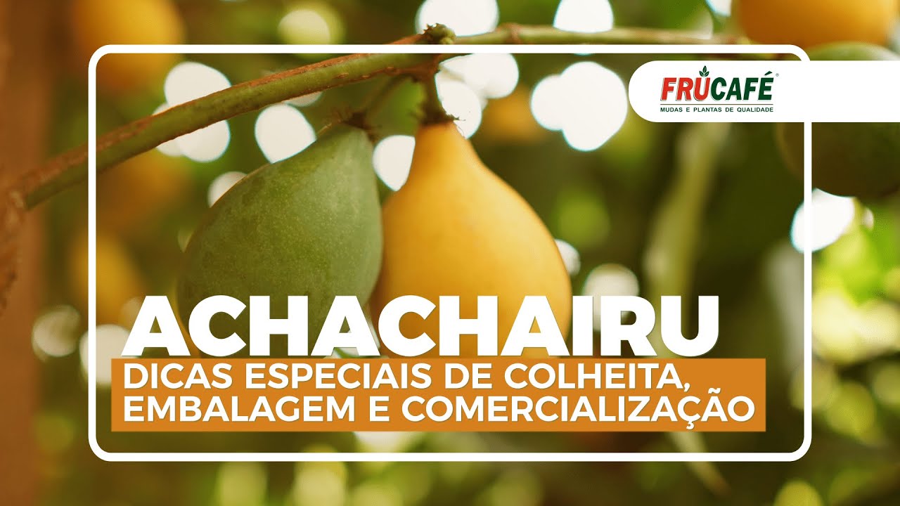 ACHACHAIRU - Dicas Especiais de Colheita, Embalagem e Comercialização com Abel Neto.