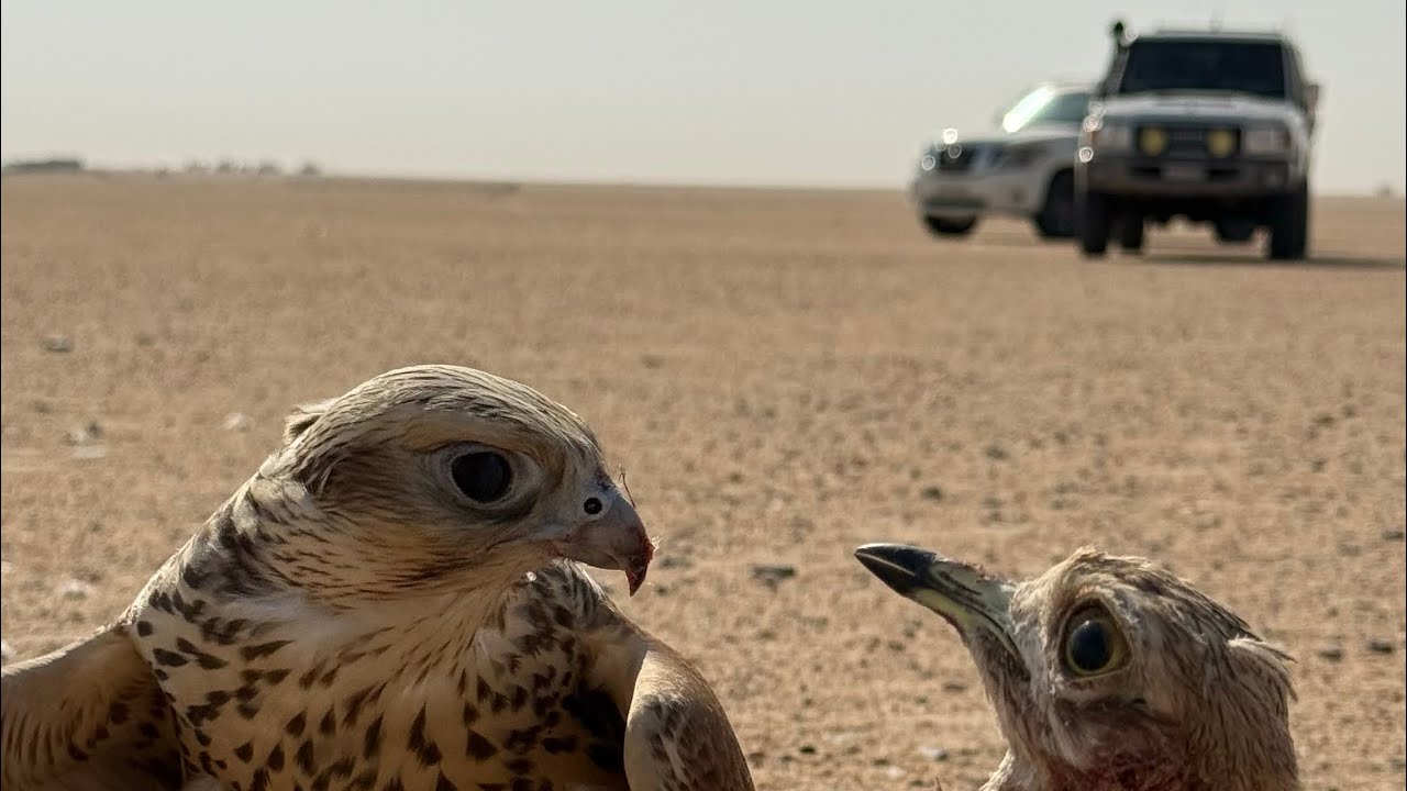 فلوق دعو (ياهل النفوس العزيزه)