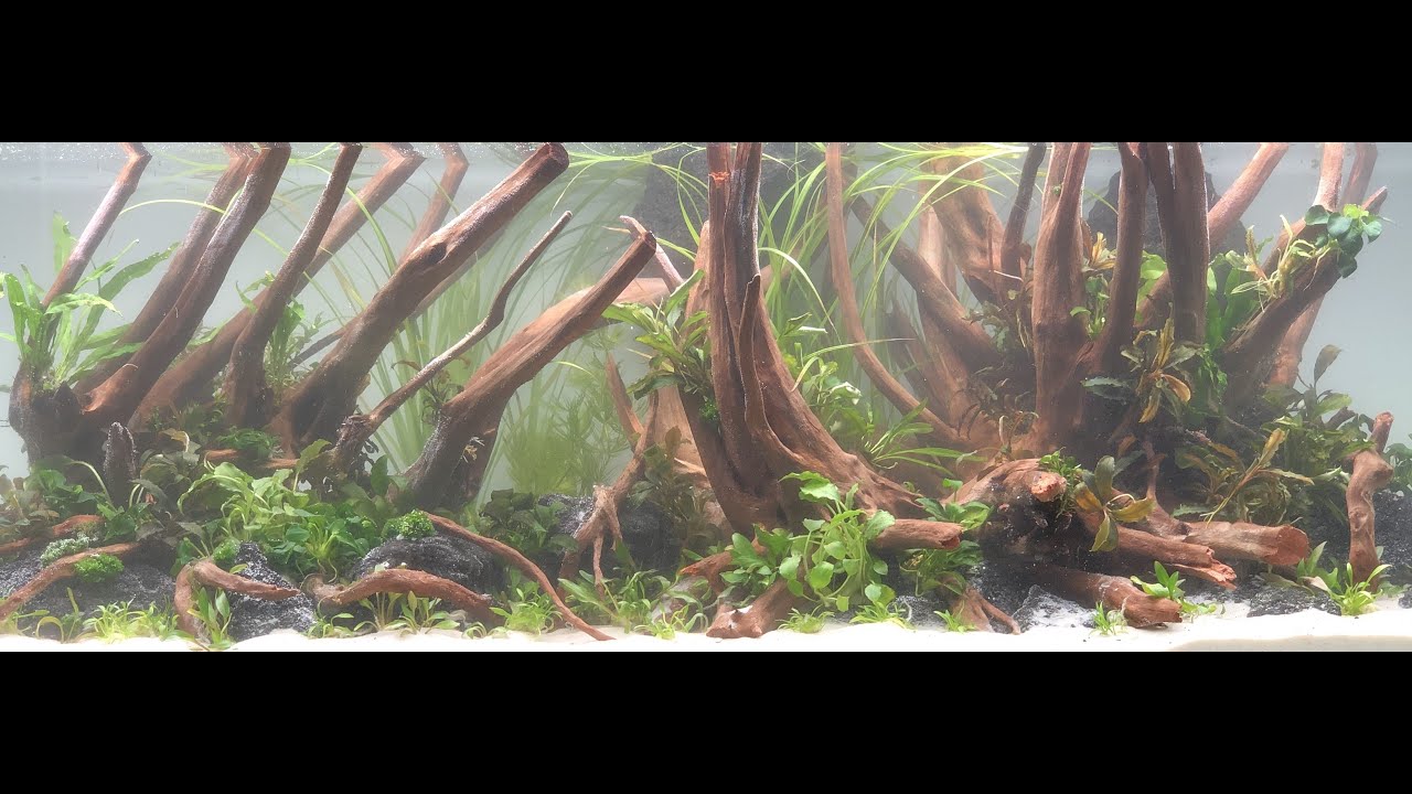 Südamerika Aquascape einrichten