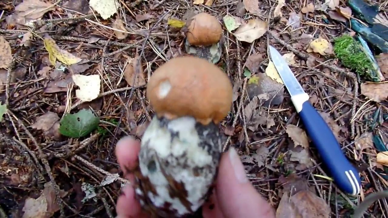 Grybai Genys Angis - Mushroom hunt Woodpecker Viper