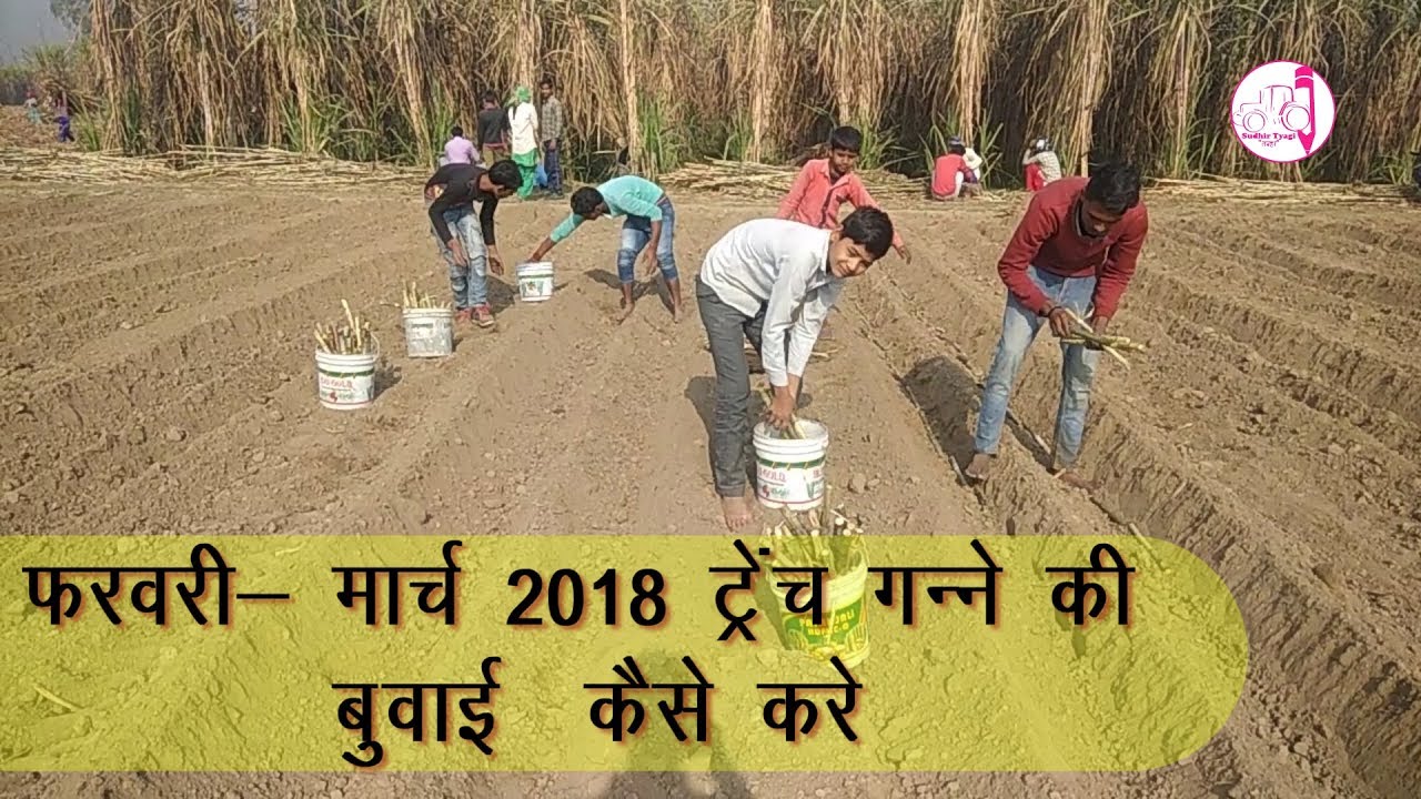 फरवरी  मार्च 2018 ट्रेंच गन्ने की बुवाई  कैसे करे part 02 | trench sowing | Sudhir Tyagi Tanha