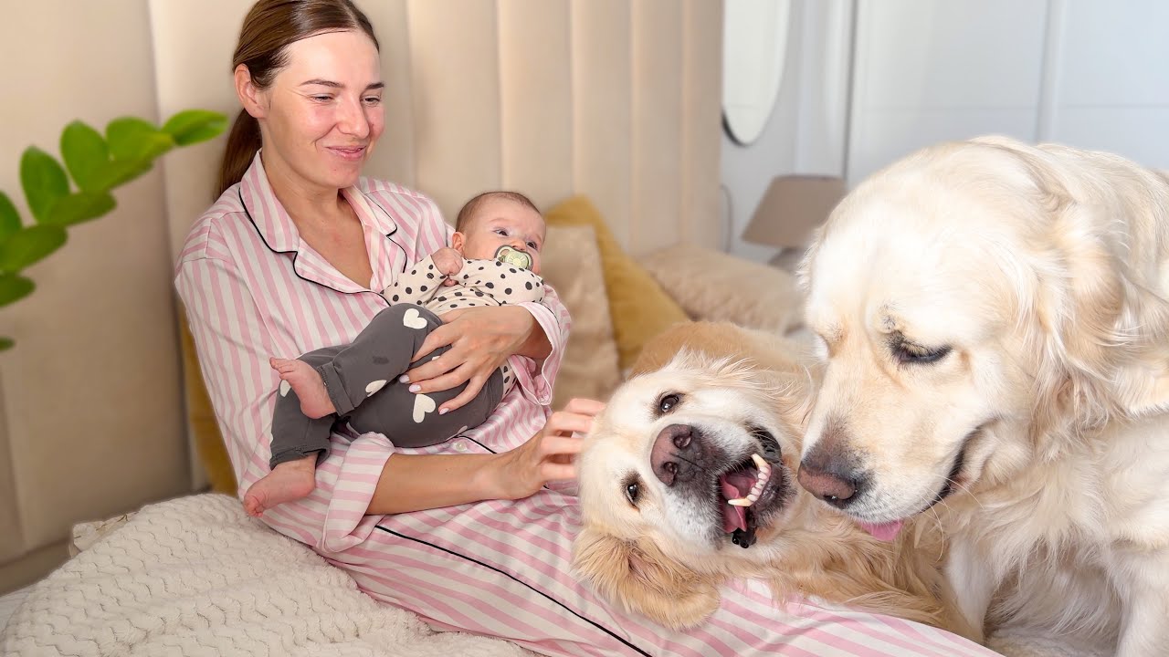 Golden Retrievers Want Mom’s Attention Too — Even with a Baby