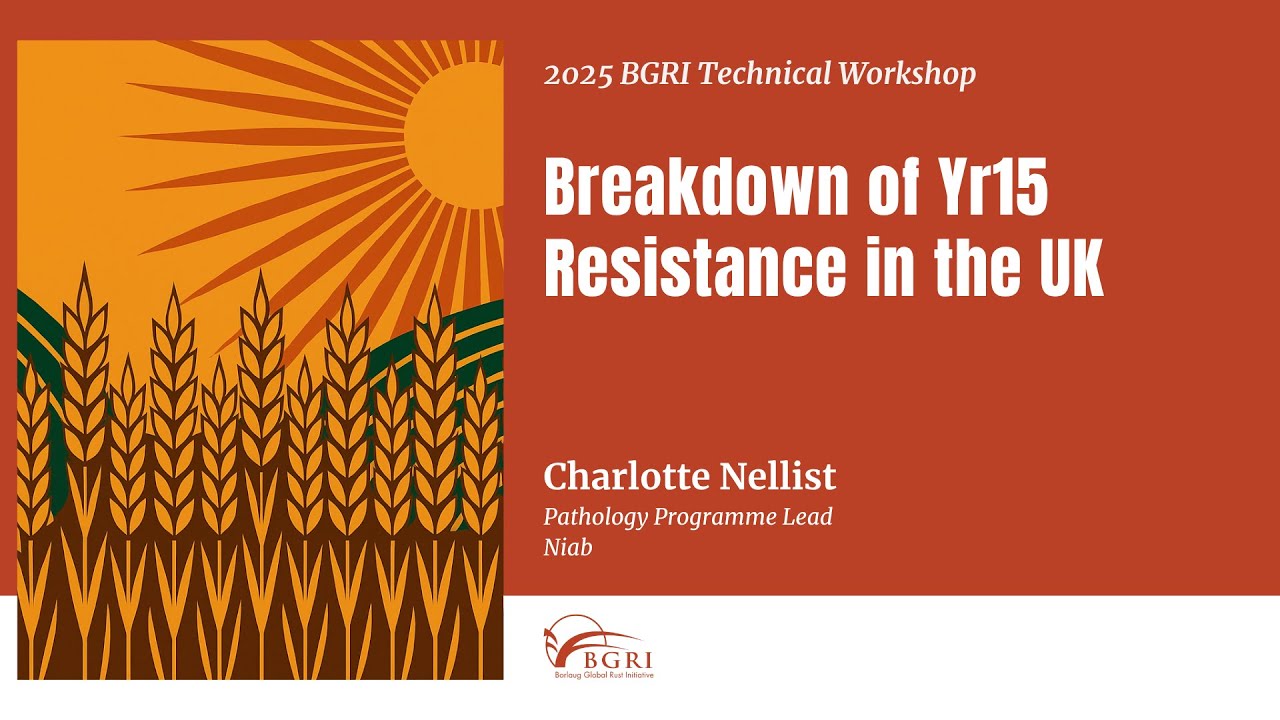 Breakdown of Yr15 Resistance in the UK