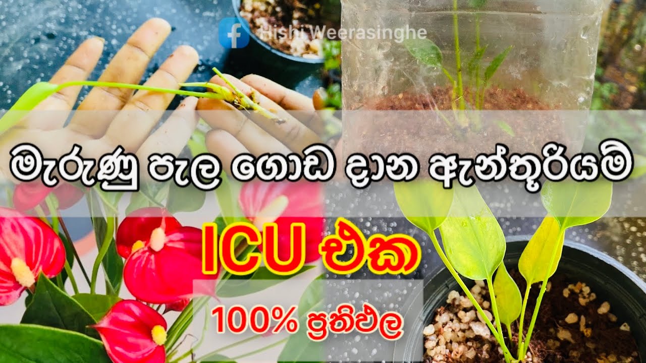 මැරුණු පැලත් ගොඩ දාන ඇන්තූරියම් ICU එක. නිවරදිව ගෙදරදීම හදමු. #hishi #srilanka #anthurium