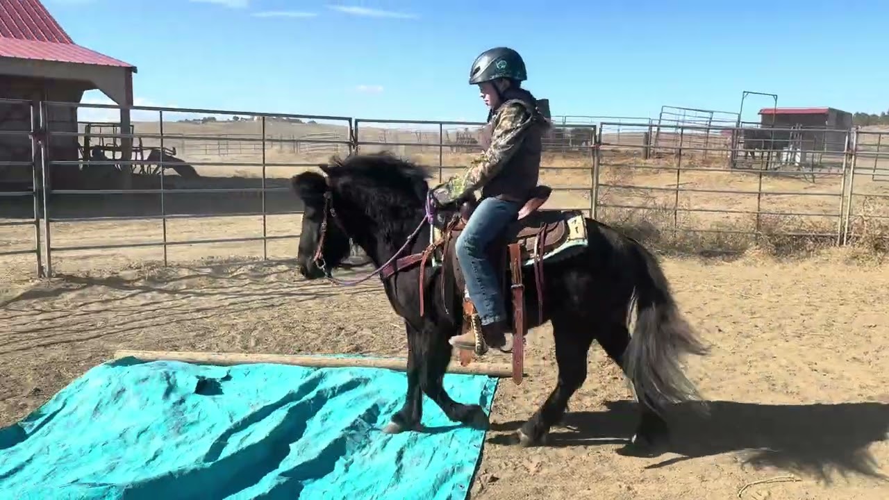 BATMAN- ADORABLE BLACK PONY GELDING 