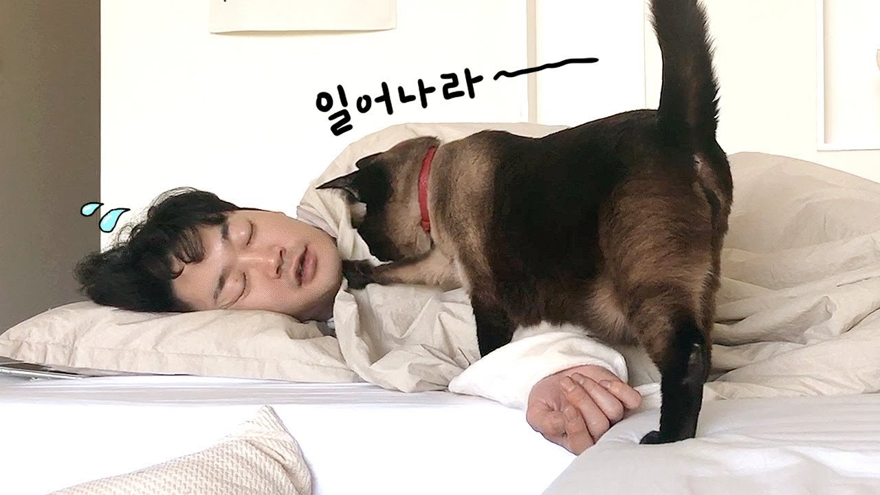 아침부터 소리 지르면서 집사 깨우는 고양이;;;