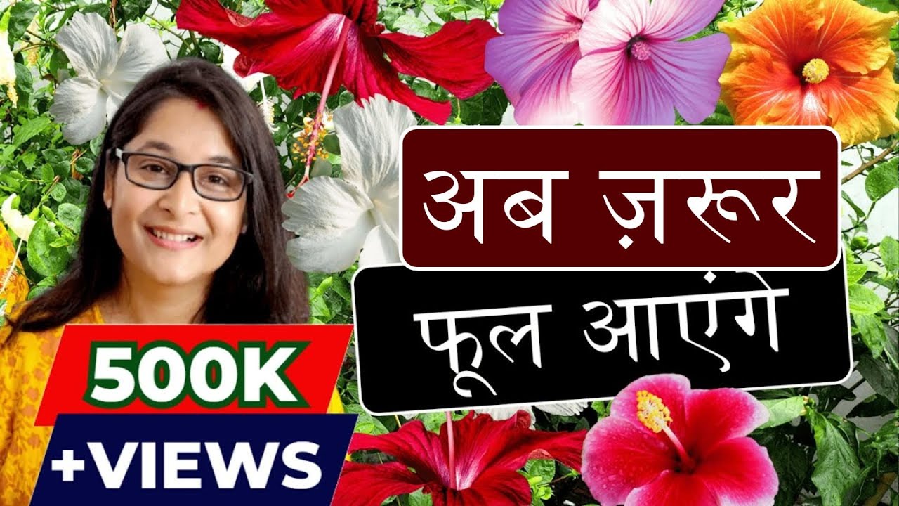 🔴HIBISCUS FLOWERING TIPS HOW TO GET FLOWERS IN HIBISCUS  गुड़हल पर फूल कैसे लिए जाएं #hibiscus