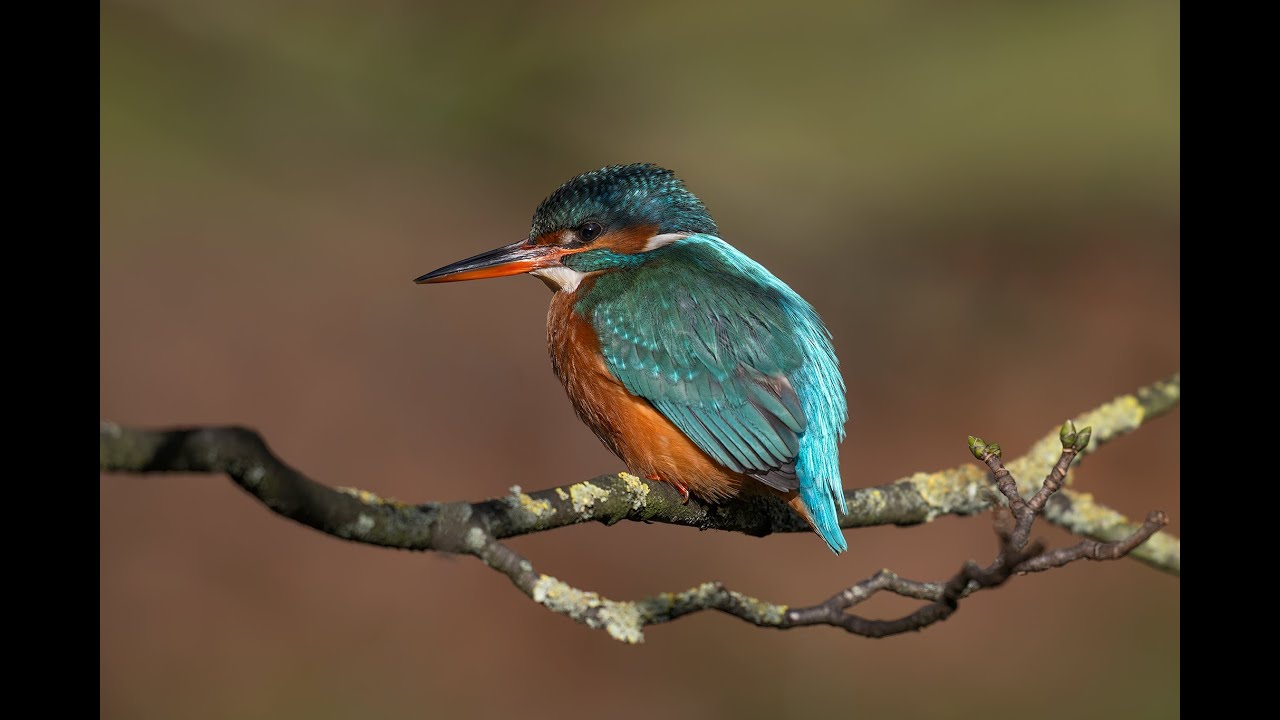 Kingfisher (f) going about her daily business