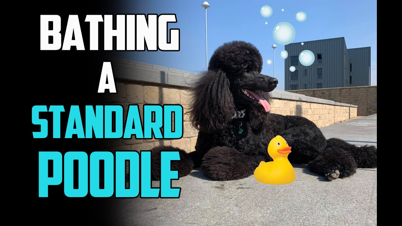 Bathing A Standard Poodle