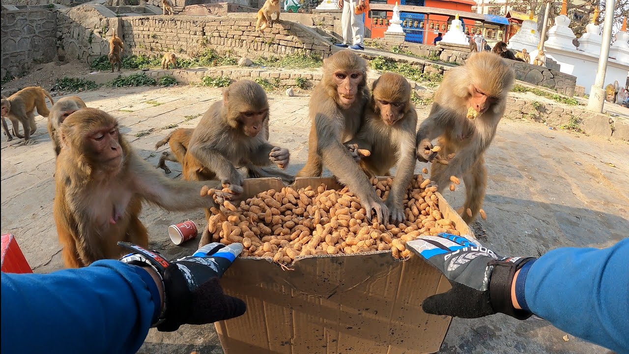 caring wild monkey and feeding peanuts