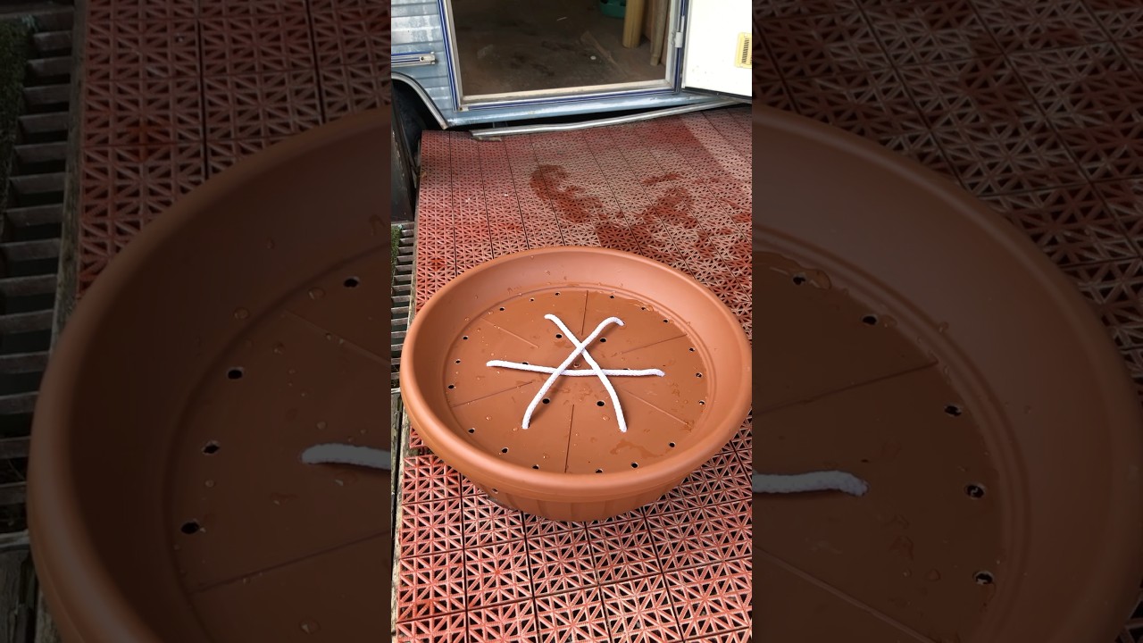 DIY wicking Self-watering fabric pot base #gardening #pottedplants