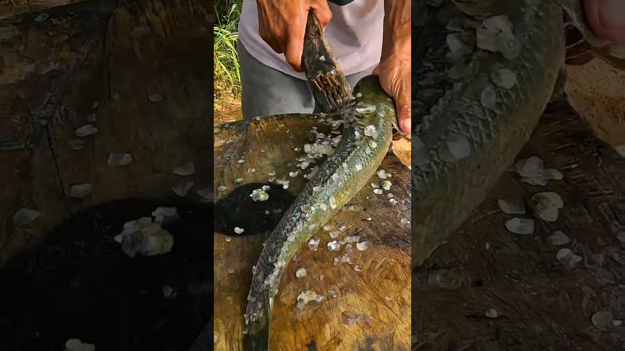 SNAKEHEAD MURREL FISH Viral Meen Fastest Fish Cutting In Village