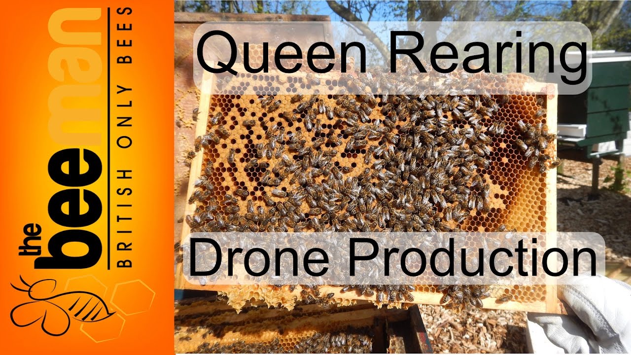 Queen Rearing Drone Bee Production
