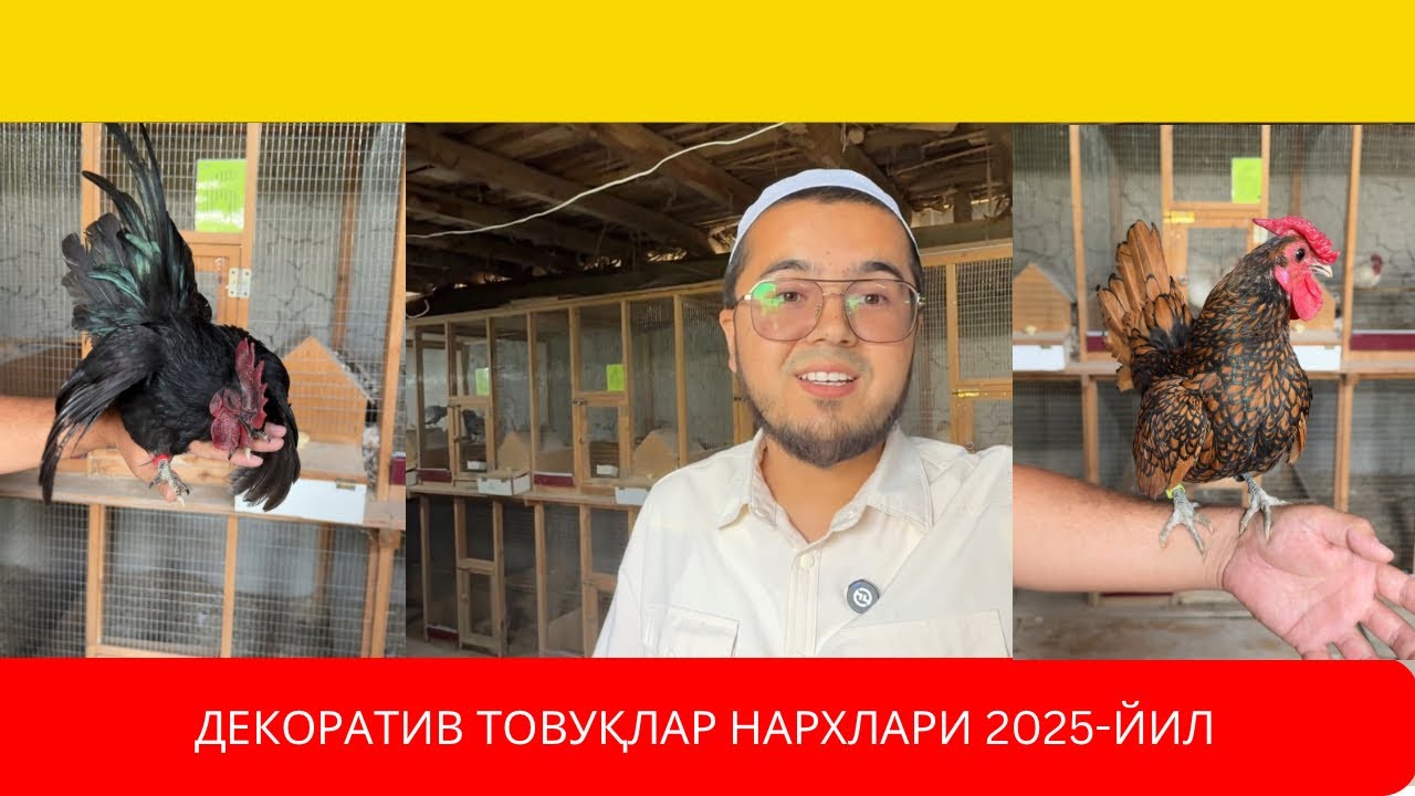 DEKORATIV TOVUQLAR | FARG’ONALIK AKANING TOVUQ XONASI.