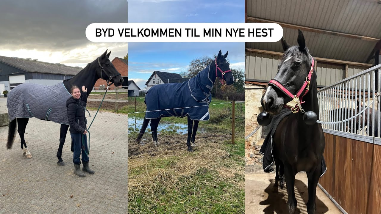 STOR NYHED! M&Oslash;D MIN NYE HEST