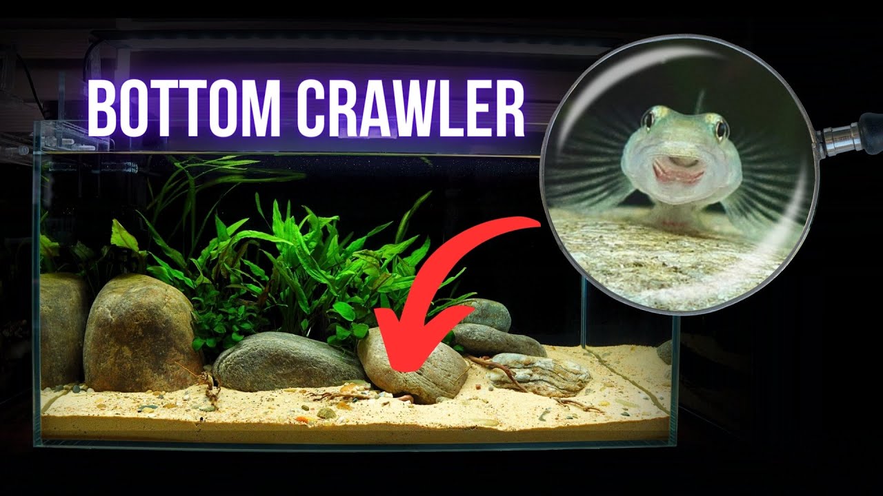ECCENTRIC GOBY made HOLES in AQUARIUM BOTTOM | EP2 NANO RIVER AQUARIUM