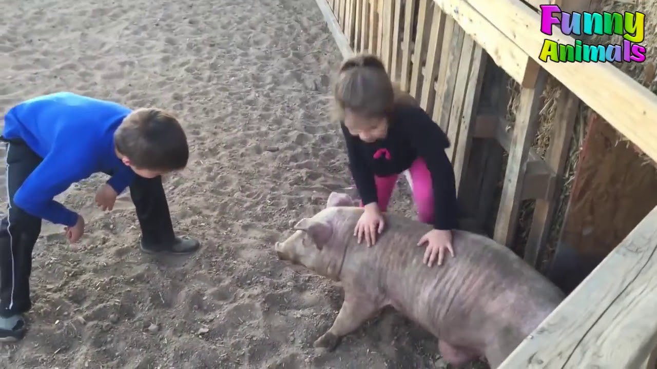 Riding Pig ! Funniest Animals Video Ever new 2019