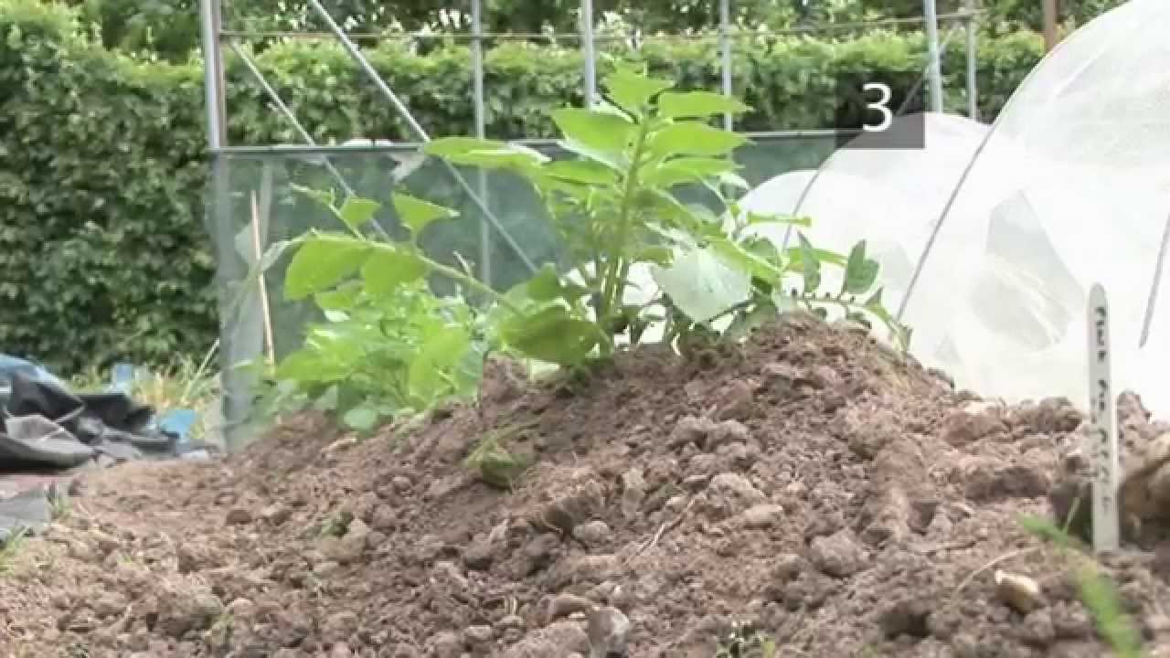 How and When to Earth Up Potatoes