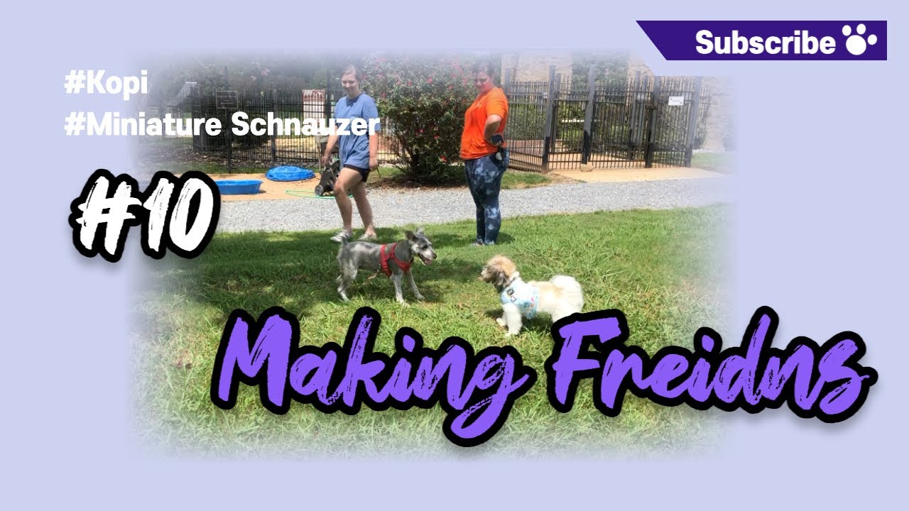 Kopi Miniature Schnauzer #10. Making friends | Visiting Dog Park #miniature  #Schnauzer #dog