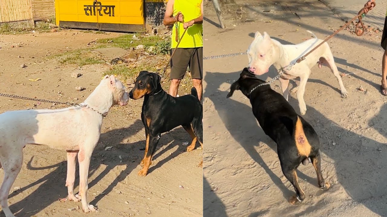Huge Doberman meets Dogo Argentino 🥶face of 🔥(Gill dog kennel)@Gilldogkennel