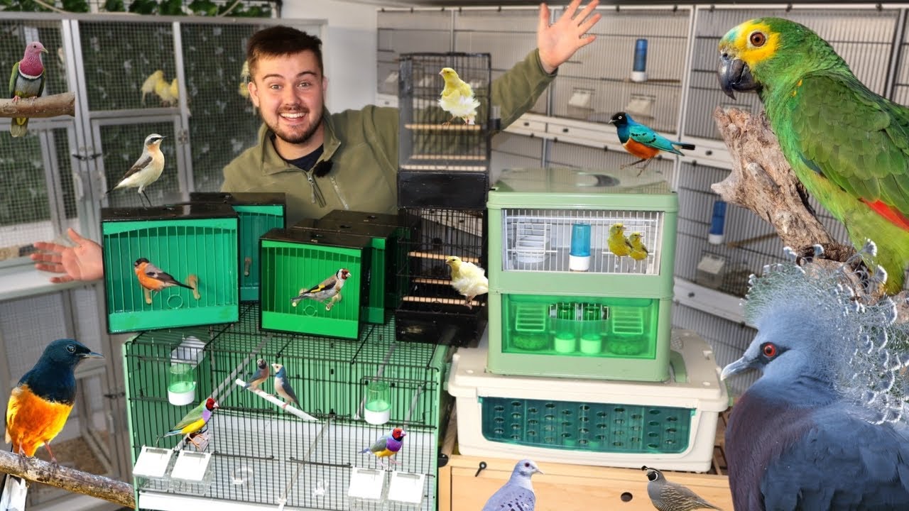 My Stafford Bird Show PREPARATIONS