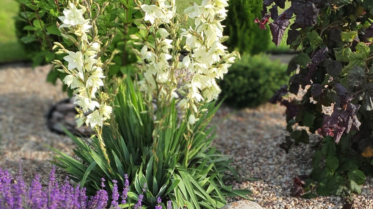 Юкка нитчатая&nbsp;Yucca filamentosa 6 лет
