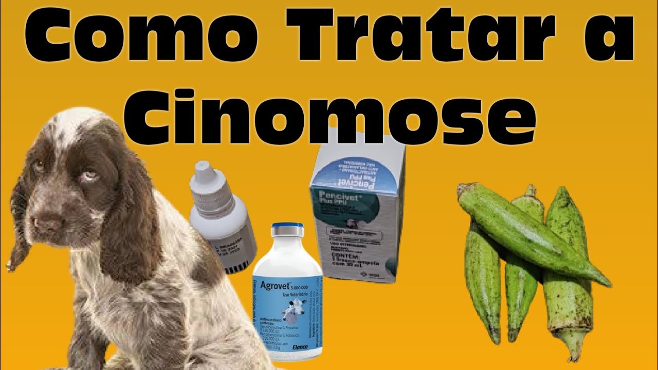 COMO TRATEI A CINOMOSE EM CASA / SALVE O SEU CACHORRINHO