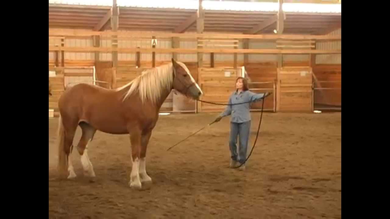 Teaching a Horse to Lunge for the First Time