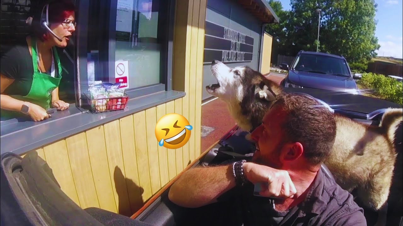 Funny DOGS videos 2024 😁🐶 New Funniest Animal Videos #31
