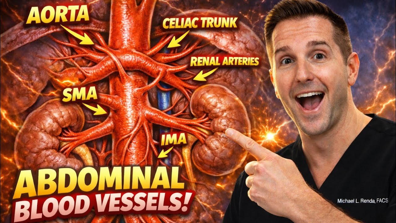 Intra-Abdominal Vascular Anatomy Made Simple | Aorta, SMA, IMA, Celiac Trunk